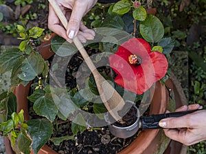 Close-up view of a woman`s hands recycling coffee grounds to fertilize a red hibiscus plant