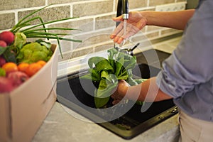 Close-up view of woman& x27;s hands washing fresh organic spinach leaves under flowing water in the kitchen sink.