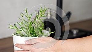 Close up view of woman takes care and waters of rosemary in a flower pot in the kitchen. Growing fresh greens at home