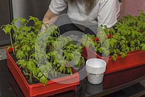 Close up view of woman taking care of young tomato plants.