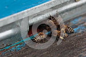 Close up view of wooden hive with honey bees on sunny day