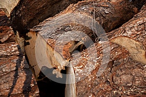 Close-up view of the woodpile, an embodiment of nature\'s resourcefulness photo