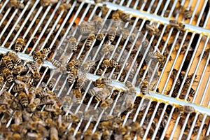 Close up view of the working bees on cells