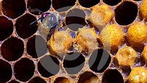 Close up view of the working bees on honey