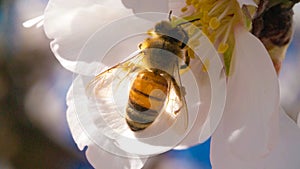 Close up view of the working bees on honey