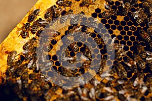 Close up view of the working bees on honey cells.