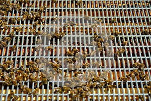 Working bees on honey cells