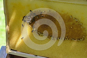 Close up view of the working bees on honey cells