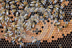 Close view of the working bees on honey cells