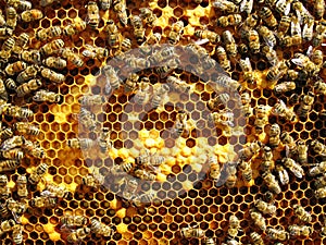 Close up view of the working bees