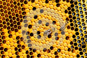 Close up view of the working bees