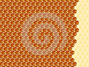 Close up view of the working bees on honey cells