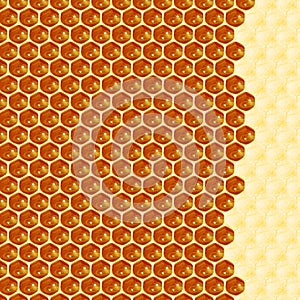 Close up view of the working bees on honey cells