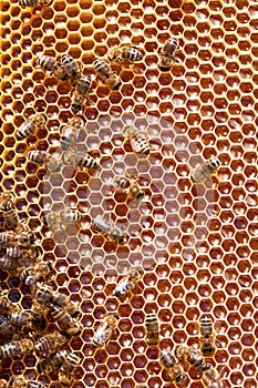 Close up view of the working bees