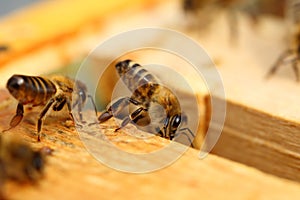 Close up view of the working bees on honey cells