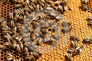 Close up view of the working bees on honey cells. Working bees on honeycomb. Honey