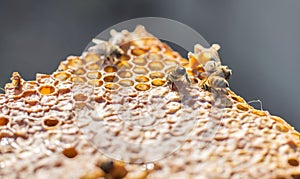 Close up view of the working bees on honeycells