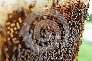 Close up view of the working bees on honeycells