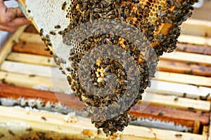 Close up view of the working bees on honeycells