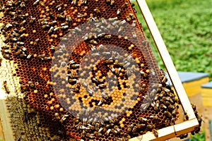 Close up view of the working bees on honeycells