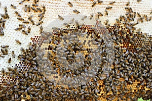 Close up view of the working bees on honeycells