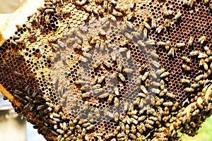 Close up view of the working bees on honeycells