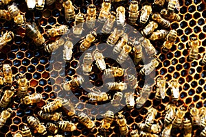 Close up view of the working bees on honeycells