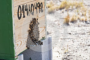 Close up view of the working bees on honeycells