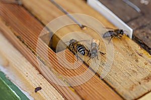 Close up view of the working bees on honeycells.