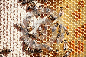 Close up view of the working bees on honeycomb