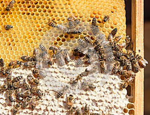 Close up view of the working bees on honeycomb