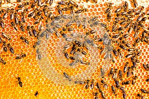 Close up view of the working bees on the honeycomb in apiary with sweet honey. Honey is beekeeping healthy produce. Bee honey coll