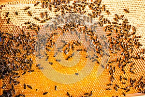 Close up view of the working bees on the honeycomb in apiary with sweet honey. Honey is beekeeping healthy produce. Bee honey coll