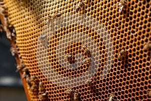 Close up view of working bees on honeycomb with sweet honey