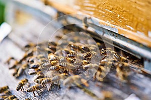 Close up view of the working bees on the honeycomb with sweet honey. Honey is beekeeping healthy produce. Bee honey