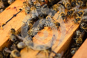 Close up view of the working bees - Soft focus