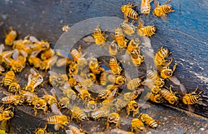 Close up view of the working bees, close to a comb and working bees