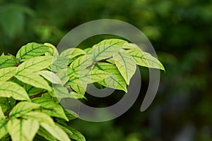 Close-up view of Wrightia religiosa Benth leaves