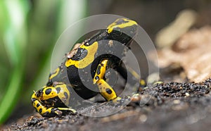 Close-up view of a Yellow-banded poison dart frog photo