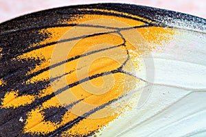 Close up view of the yellow batterfly