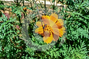 Close up view of the yellow colored flower with insect on top in the garden