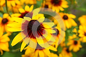 Close up view of a yellow cone flower