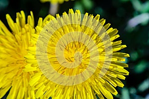 Close-up view of a yellow dandelion flower