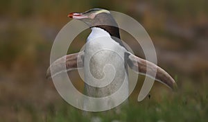 Close-up view of a Yellow-eyed penguin (Megadyptes antipodes)