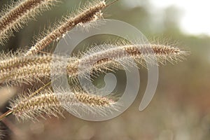 Close up view of Yellow foxtail grass, Setaria pumila or Chaetochloa lutescens