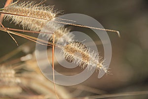 Close up view of Yellow foxtail grass, Setaria pumila or Chaetochloa lutescens