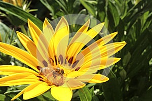 A close up view of a yellow gerber flower and bumble bee