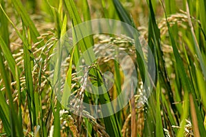 Close up ear of paddy or rice in organic field, agriculture concept