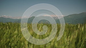 Close-up view of yellow and greenish wheat ears swaying gently by the wind in agricultural farm field. Mountain in the background.