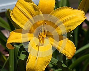 a close-up view of a yellow lily in the lily garden